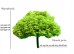 Klon jawor DUŻE SADZONKI 400-450 cm, obwód pnia 12-14 cm (Acer pseudoplatanus)